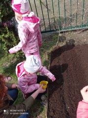 Jagódki sadzą warzywa w ogródku przedszkolnym